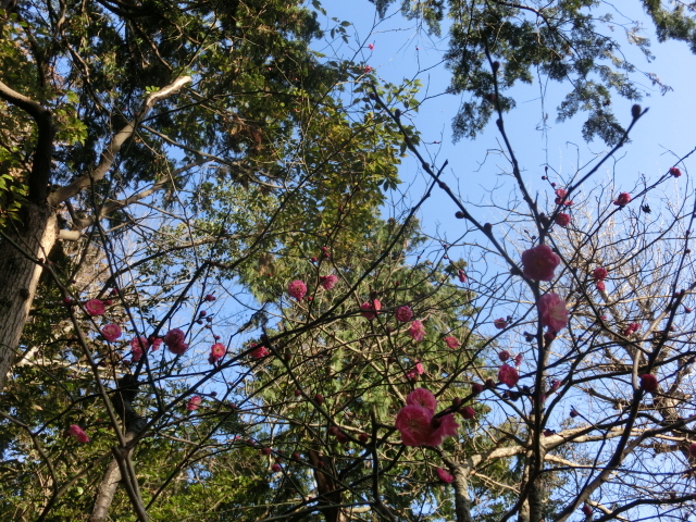 梅の花の咲く参道